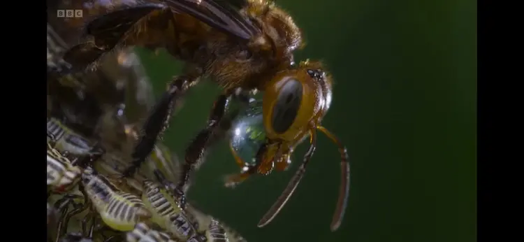 Stingless bee sp. ([genus Oxytrigona]) as shown in Planet Earth III - Forests